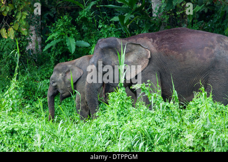 Les éléphants Pygmées Bornéo (Elephas maximus borneensis ) à Bornéo, Malaisie Banque D'Images