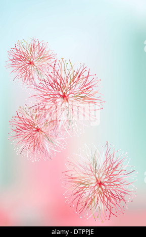 Carte de vœux de printemps avec mimosa rouge Banque D'Images
