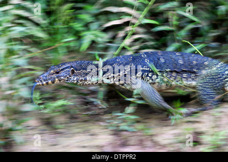 Un moniteur de l'eau (Varanus salvator), à Bornéo, en Malaisie Banque D'Images