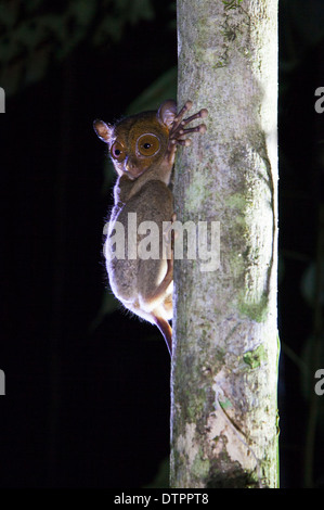 Horsfield's (Cephalopachus tarsier bancanus), aussi connu comme l'ouest de Bornéo en Malaisie, tarsier Banque D'Images