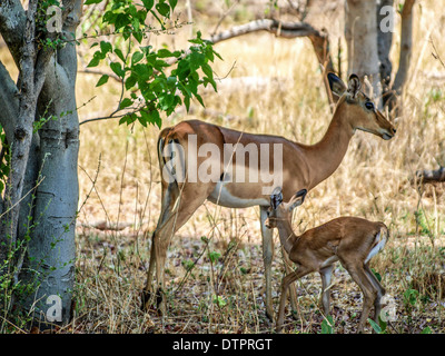 Impala femelle et bébé dans l'ombre Banque D'Images