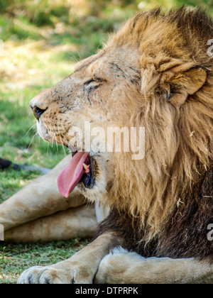 Lion mâle bâillements, gros plan de tête Banque D'Images