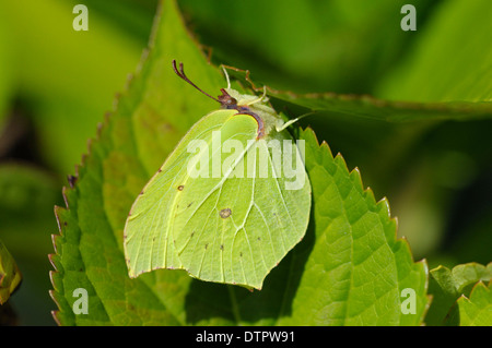 Soufre commun, homme, Rhénanie du Nord-Westphalie, Allemagne / (Gonepteryx rhamni) Banque D'Images