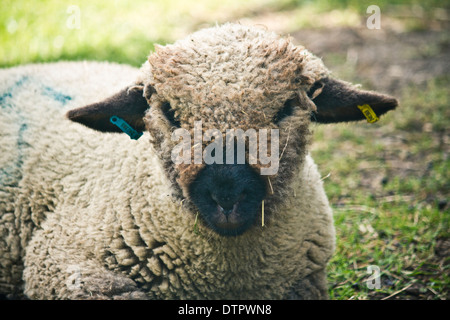 Un mouton à Oxford assis sur l'herbe dans une ferme. Banque D'Images