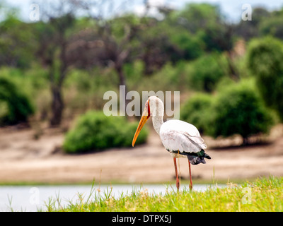 Yellowbilled Chobe river par Stork Banque D'Images