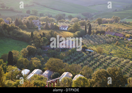 Champs d'oliviers et de vignobles dans la vallée au-dessous de Montepulciano, le sud de la Toscane, Italie. Crédit obligatoire Jo Whitworth Banque D'Images