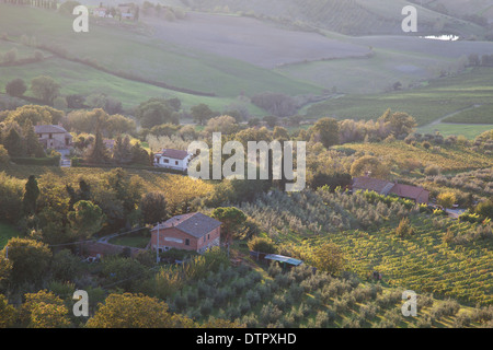 Champs d'oliviers et de vignobles dans la vallée au-dessous de Montepulciano, le sud de la Toscane, Italie. Crédit obligatoire Jo Whitworth Banque D'Images