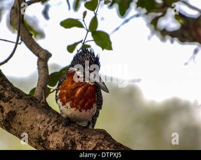 Martin-pêcheur géant dans une branche d'arbre Banque D'Images