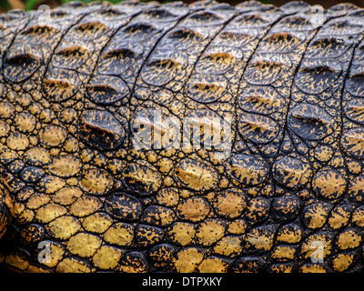 Détail de la peau de crocodile Banque D'Images