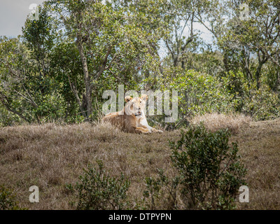 Lion, Panthera leo, Kenya, Africa Banque D'Images