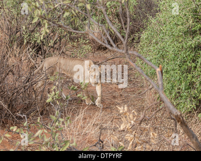 Lion, Panthera leo, Kenya, Africa Banque D'Images