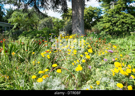 Fleurs sauvages dans les jardins botaniques royaux de Kew, Angleterre Banque D'Images