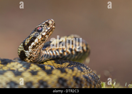 Vipère vipera berus sur le point de faire la grève Banque D'Images