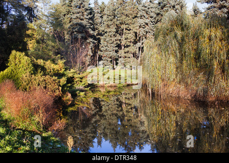 Dans l'étang du parc Skaryszewski à Varsovie, Pologne. Banque D'Images