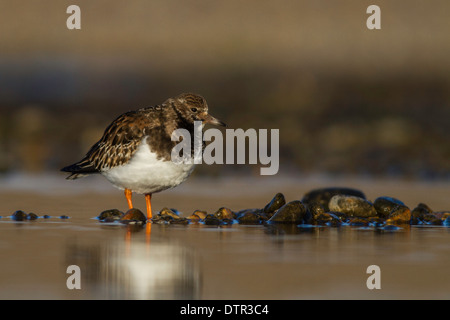 Turnstone Arenaria interpres sur une petite piscine Banque D'Images