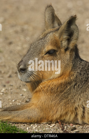 Tête de Lièvre de Patagonie au repos (Dolichotis patagonum) Banque D'Images