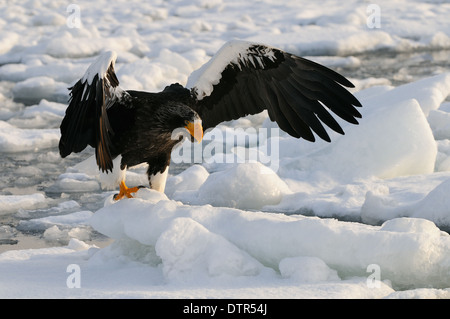 Stellers Sea Eagle sur la glace flottante et voler au-dessus de la mer d'Okhotsk au nord-est de Hokkaido, Japon Banque D'Images