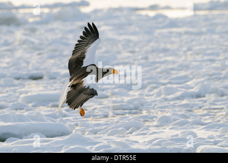 Stellers Sea Eagle sur la glace flottante et voler au-dessus de la mer d'Okhotsk au nord-est de Hokkaido, Japon Banque D'Images