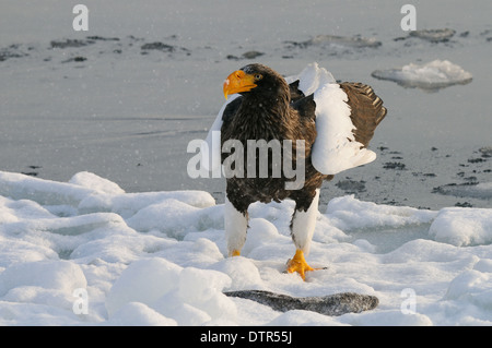 Stellers Sea Eagle sur la glace flottante et voler au-dessus de la mer d'Okhotsk au nord-est de Hokkaido, Japon Banque D'Images