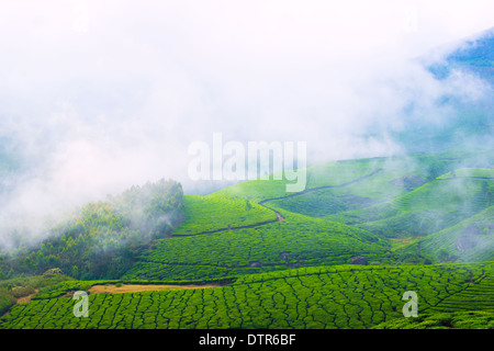 Paysage de la plantations de thé avec du brouillard en Inde, Kerala, Munnar Banque D'Images