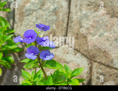 Fleur bleue sur un mur de fond de rupture Banque D'Images