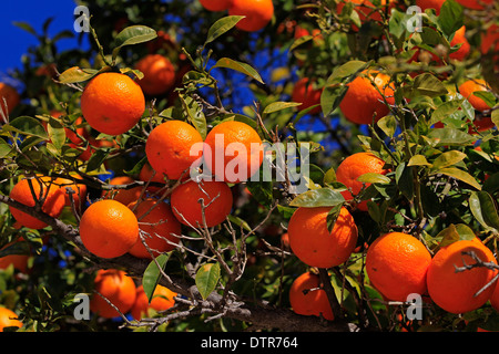 Des oranges sur un arbre dans le Jardines del Turia, Valencia, Espagne Banque D'Images