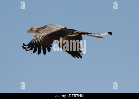 Secrétaire Bird flying le désert du Kalahari Banque D'Images