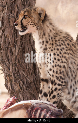 Cheetah cub dans le désert du Kalahari Banque D'Images