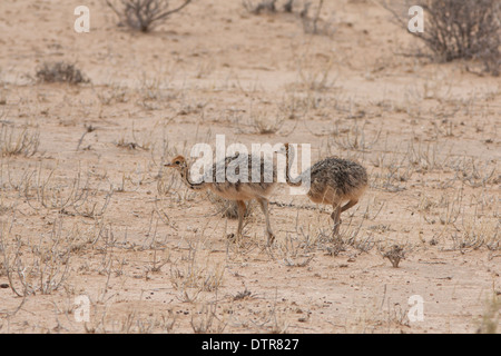 Les jeunes d'Autruche (Struthio camelus) dans le désert du Kalahari Banque D'Images