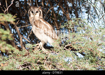 Verreauxs Eagle Owl perché dans un camelthorn tree dans le Kalahari Banque D'Images