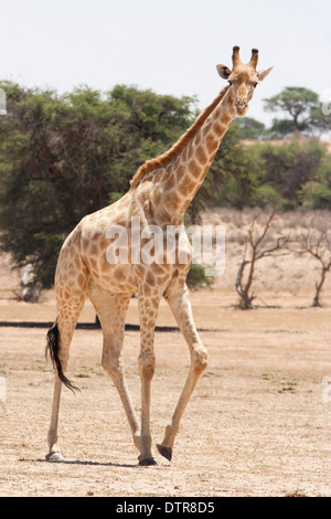 Girafe d'Afrique du Sud dans le désert du Kalahari Banque D'Images