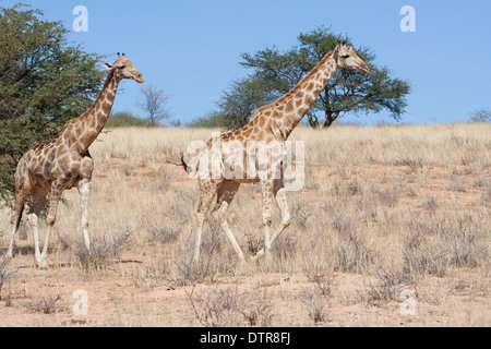 Girafe d'Afrique du Sud dans le désert du Kalahari Banque D'Images