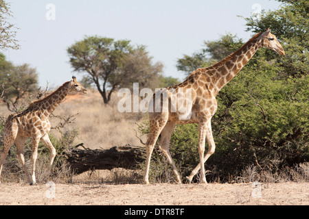 Avec les jeunes du troupeau de girafe d'Afrique du Sud dans le désert du Kalahari Banque D'Images