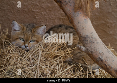 Chat (Felis margarita sable), Banque D'Images