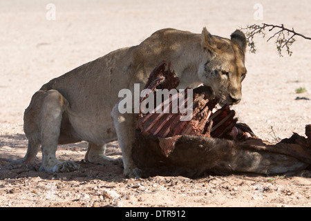 L'African Lion avec kill dans le désert du Kalahari Banque D'Images