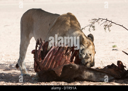 L'African Lion avec kill dans le désert du Kalahari Banque D'Images