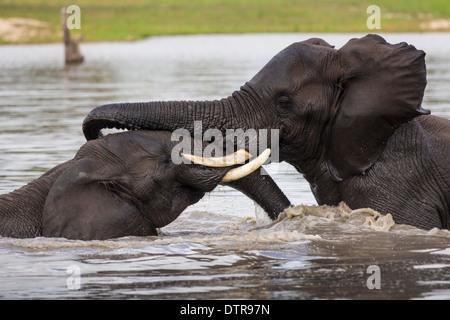 Deux éléphants jouant dans l'eau Banque D'Images