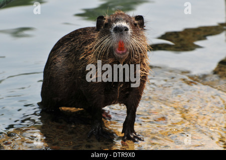 Le ragondin (Myocastor coypus) sur la rive du fleuve photographié sur le fleuve de la Jordanie, Israël Banque D'Images