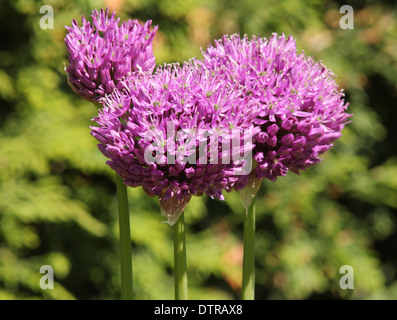 3 purple Aliums dans un groupe de base de 1 conifères (série de 2) (1 de série de 2) Banque D'Images