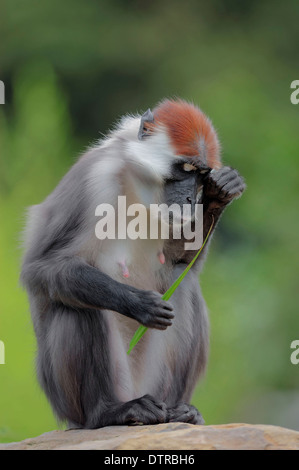 Mangabey à tête rousse, femme / (Cercocebus torquatus) Mangabey couronné / Cherry, le mangabey blanc Banque D'Images