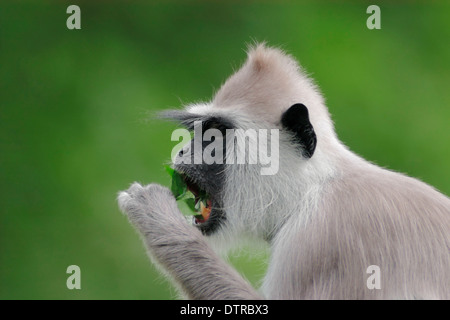 À TOUFFETER Langur gris / (Semnopithecus priam Semnopithecus priam priam animaux singe écureuil animaux singe) / Gris Touffetée Langur Banque D'Images