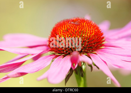 / L'échinacée (Echinacea purpurea, Rudbeckia purpurea) Banque D'Images