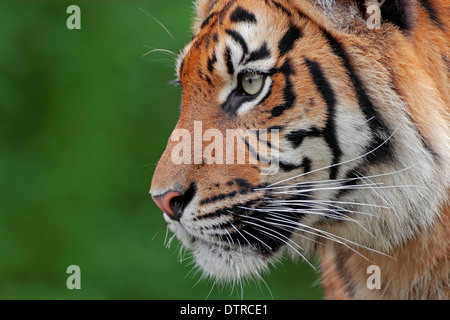 / Tigre de Sumatra (Panthera tigris sumatrae, Panthera sumatrae) Banque D'Images