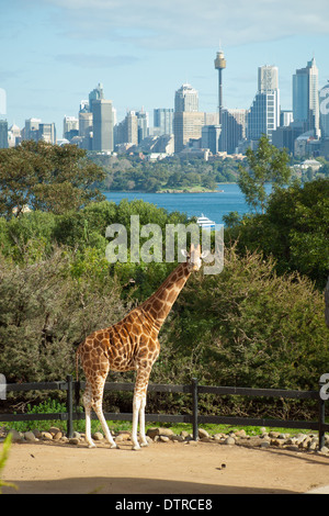 Qu'est-ce que tu regardes ? !  :) Une girafe au Zoo de Taronga à Sydney, Australie. Banque D'Images