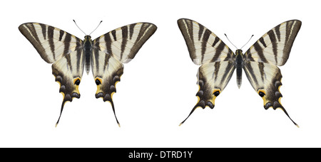 - Swallowtail Iphiclides podalirius rares Banque D'Images