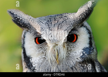 À face blanche du nord (Ptilopsis leucotis / Owl, l'Otus leucotis) / white-faced Scops Owl Banque D'Images