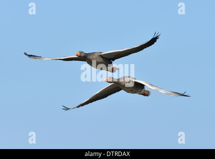 Oie cendrée Anser anser Banque D'Images