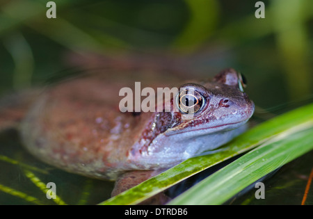 grenouille en étang Banque D'Images