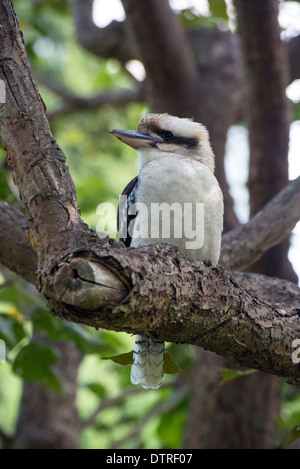 Laughing Kookaburra Dacelo novaeguineae) (dans un arbre perché Banque D'Images