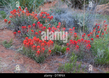 Castilleja chromosa Paintbrush, commun, de fleurs sauvages, Zion National Park, Utah, USA Banque D'Images